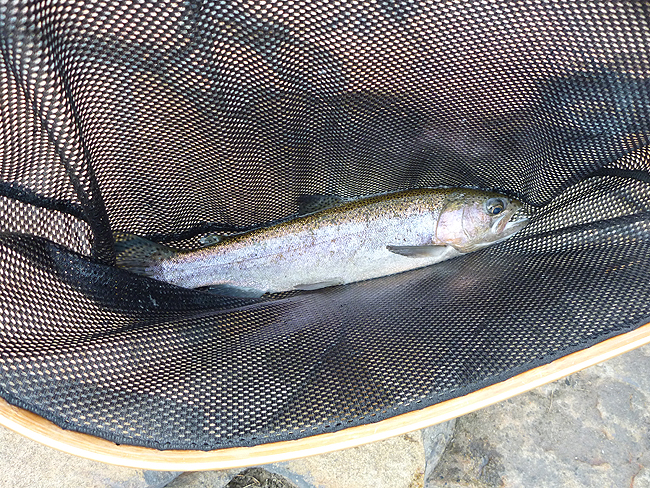 Garys rainbow.JPG